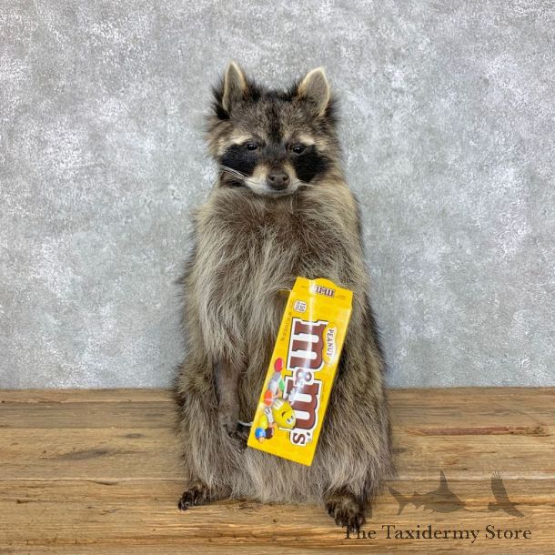 “M&M" Raccoon Mount For Sale #23415 @ The Taxidermy Store