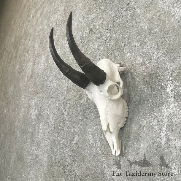  Mountain Goat Skull European Taxidermy Mount For Sale #24253 - The Taxidermy Store
