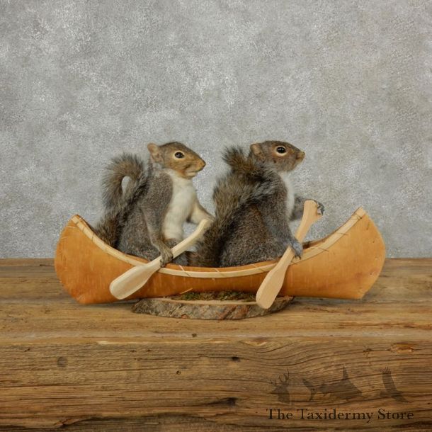 Two Novelty Canoe Grey Squirrels 17102 @The Taxidermy Store