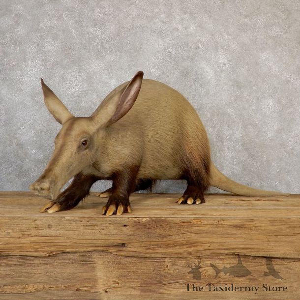 Aardvark Life-size Taxidermy Mount For Sale #18944 @ The Taxidermy Store