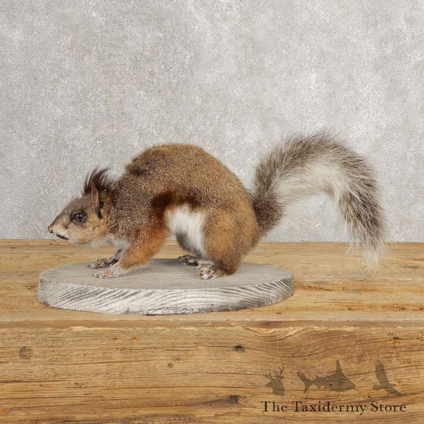 Abert's Squirrel Life-Size Mount For Sale #21023 @ The Taxidermy Store