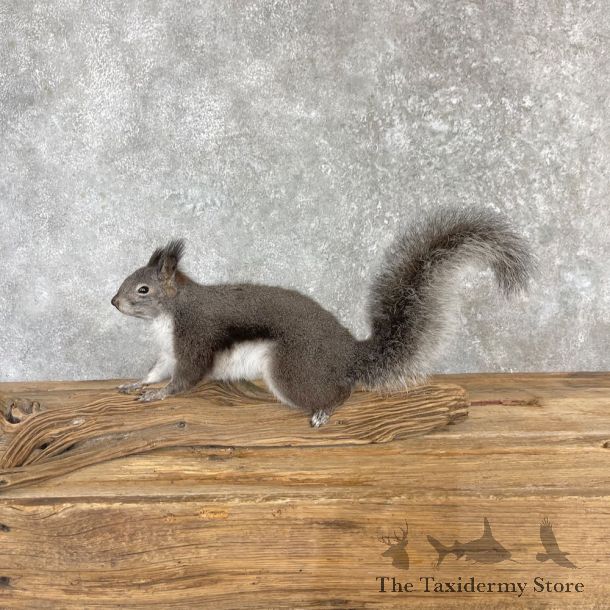 Abert's Squirrel Life-Size Mount For Sale #27110 @ The Taxidermy Store