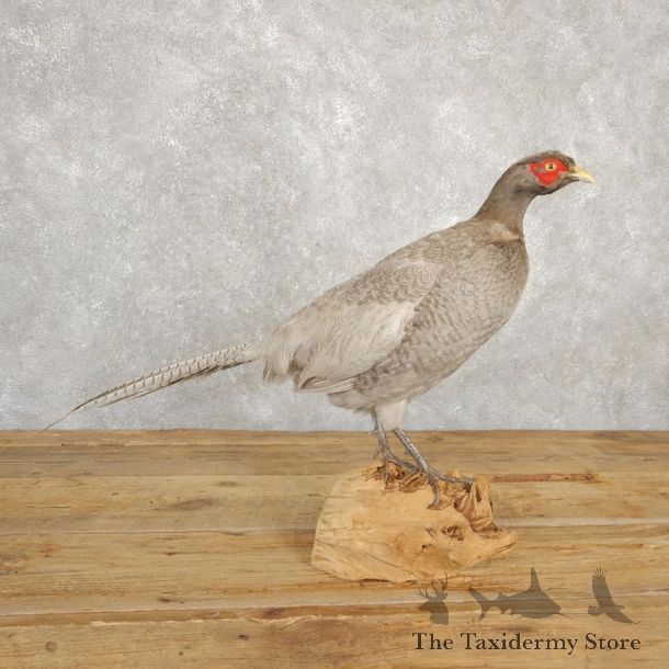 Abyssinian Blue Pheasant Bird Mount For Sale #20627 @ The Taxidermy Store