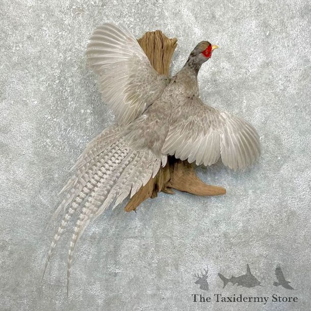 Abyssinian Blue Pheasant Bird Mount For Sale #24304 @ The Taxidermy Store