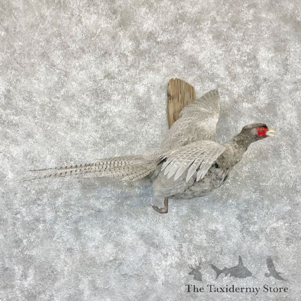 Abyssinian Pheasant Bird Mount For Sale #28252 @ The Taxidermy Store