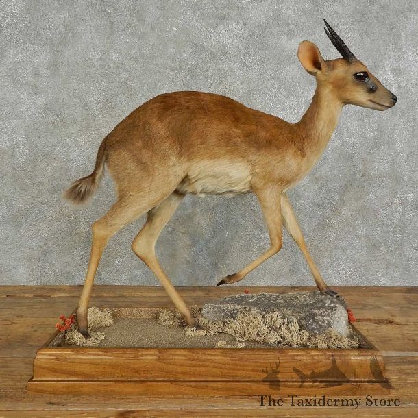 Suni Antelope Life-Size Mount For Sale #16944 @ The Taxidermy Store