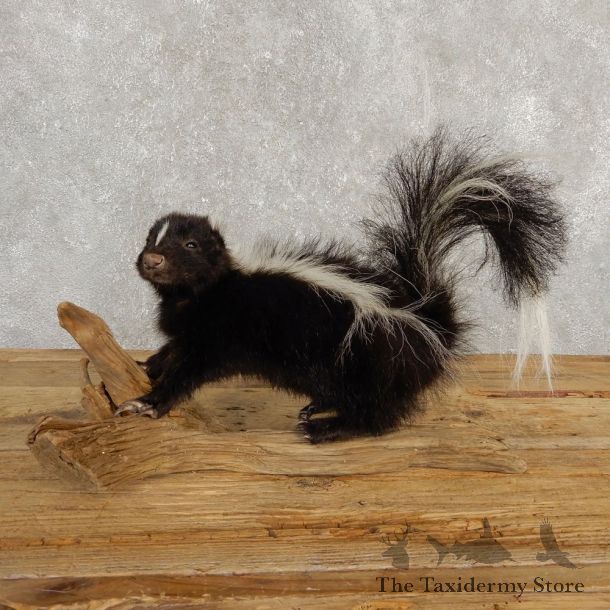 Adolescent Skunk Taxidermy Mount #20238 For Sale @ The Taxidermy Store