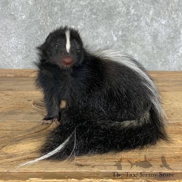 Adolescent Skunk Taxidermy Mount #22453 For Sale @ The Taxidermy Store