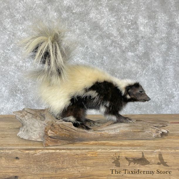 Hooded Skunk Taxidermy Mount For Sale #28229 @ The Taxidermy Store