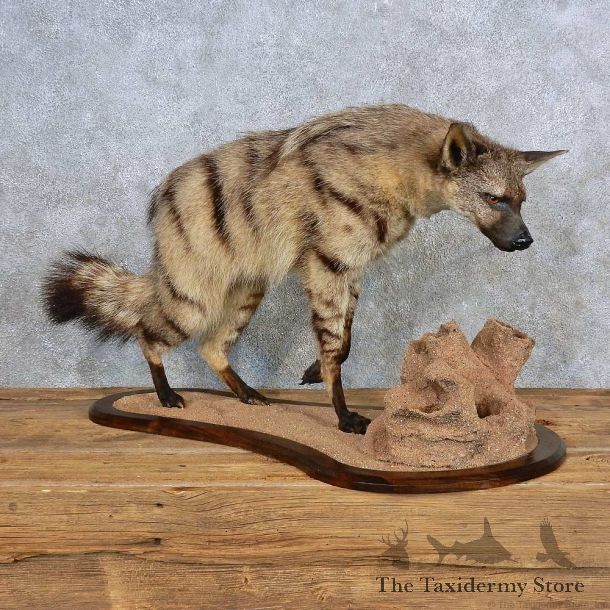 African Aardwolf Mount For Sale #15695 @ The Taxidermy Store
