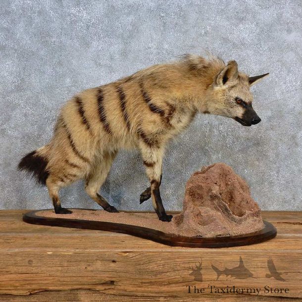 African Aardwolf Life-Size Mount For Sale #15696 @ The Taxidermy Store