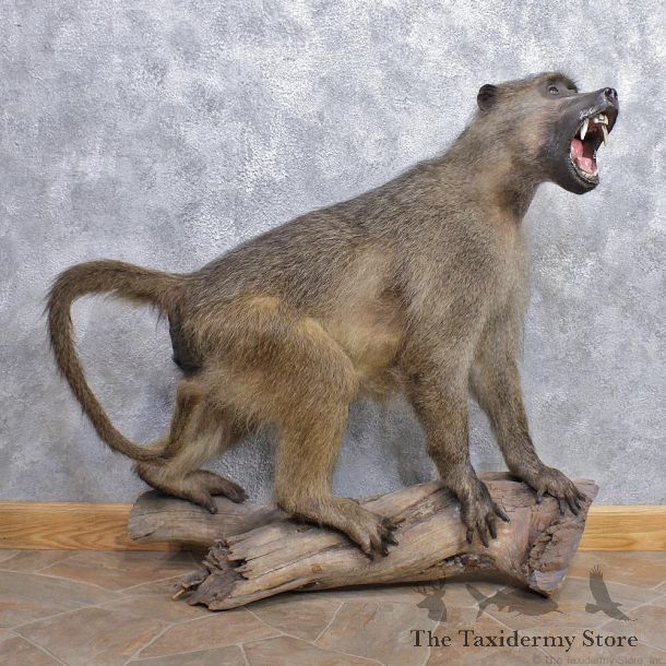 Chacma Baboon Taxidermy Life Size Mount #12442 For Sale @The Taxidermy Store