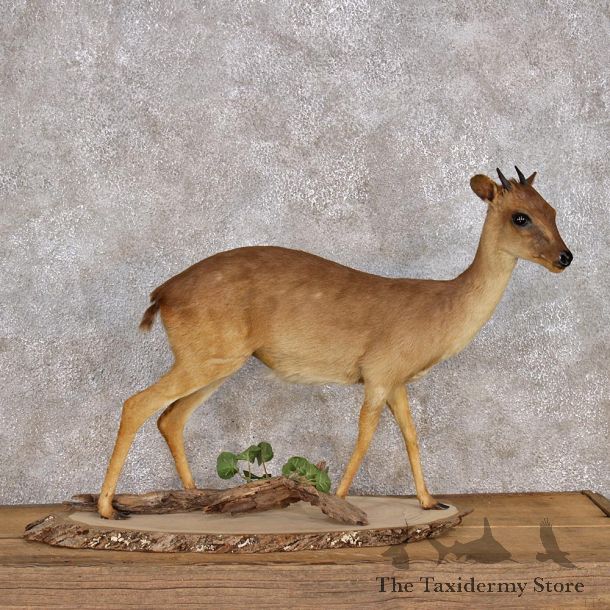 African Bay Duiker Life Size Mount #10210 For Sale @ The Taxidermy Store