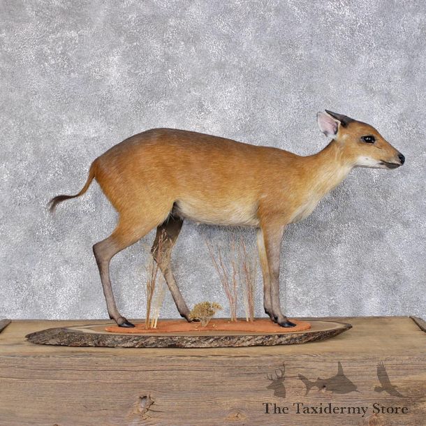 African Bay Duiker Life Size Mount #12404 For Sale @ The Taxidermy Store
