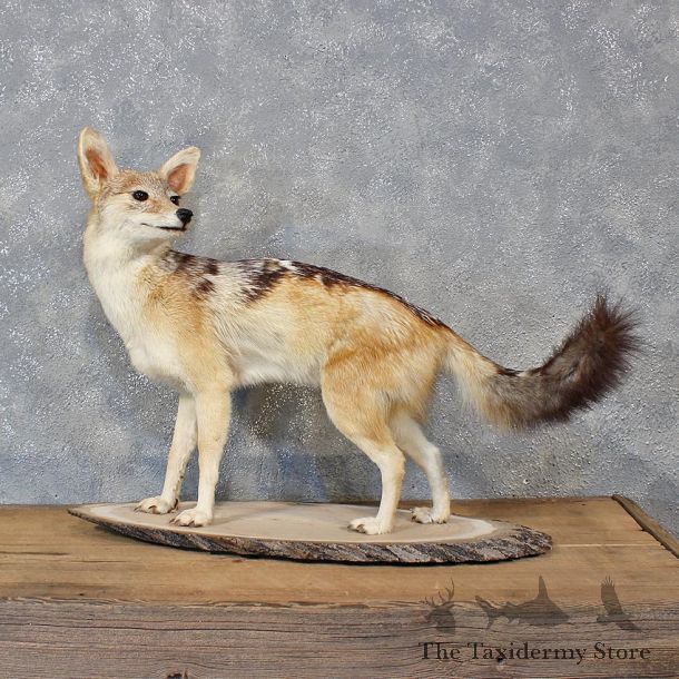 African Black-backed Jackal Mount #12123 For Sale @ The Taxidermy Store