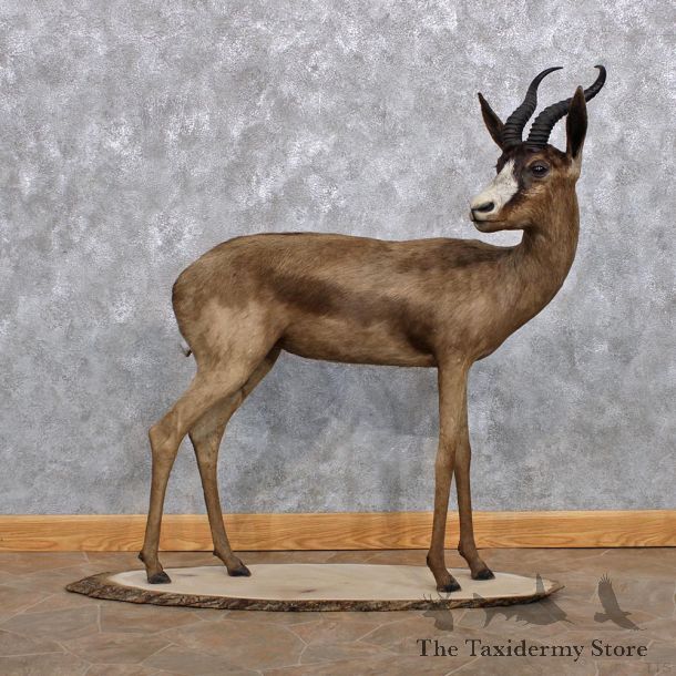 African Black Springbok Life Size Taxidermy Mount #10238 For Sale @ The Taxidermy Store