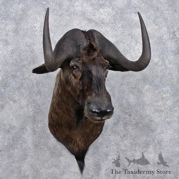 African Black Wildebeest Shoulder Taxidermy Mount #12363 For Sale @ The Taxidermy Store