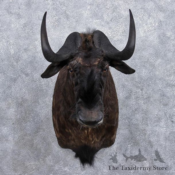 African Black Wildebeest Shoulder Taxidermy Mount #12364 For Sale @ The Taxidermy Store