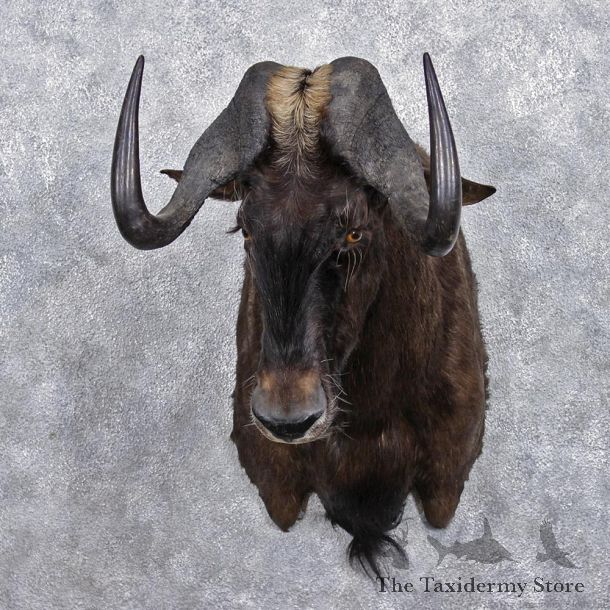 African Black Wildebeest Shoulder Taxidermy Mount #12365 For Sale @ The Taxidermy Store