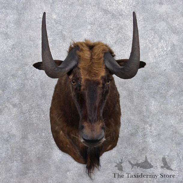 African Black Wildebeest Shoulder Taxidermy Mount #12366 For Sale @ The Taxidermy Store