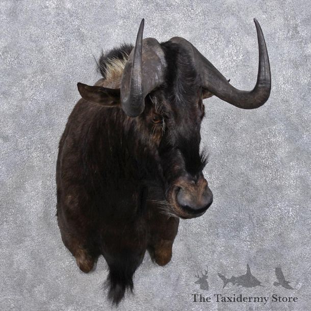 African Black Wildebeest Shoulder Taxidermy Mount #12367 For Sale @ The Taxidermy Store