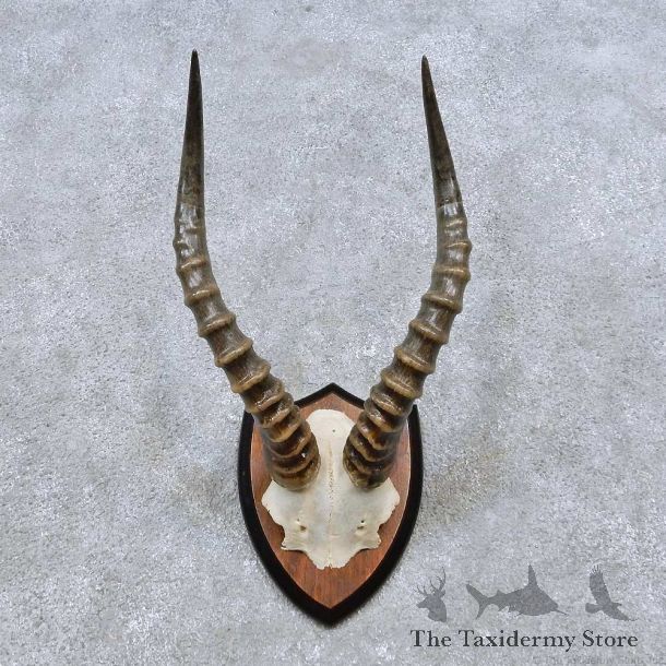 Blesbok Horn Plaque Mount For Sale #14506 @ The Taxidermy Store