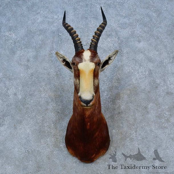 African Blesbok Shoulder Mount For Sale #15282 @ The Taxidermy Store
