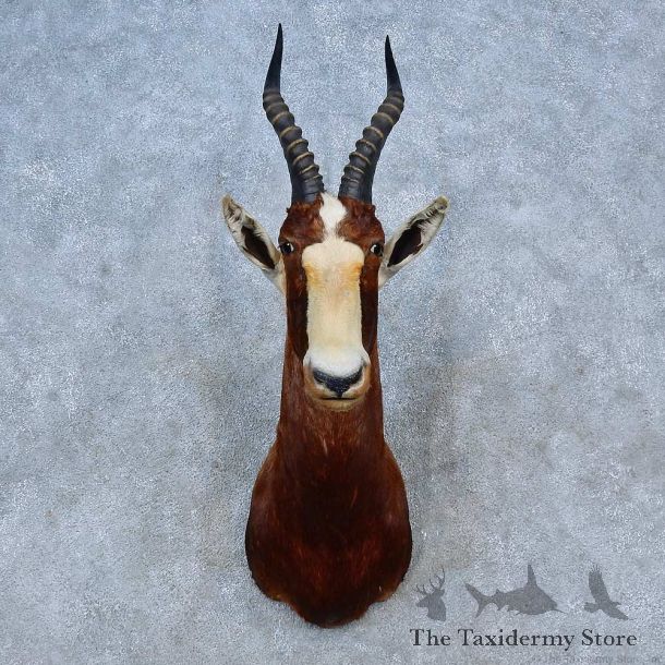 African Blesbok Shoulder Mount For Sale #15297 @ The Taxidermy Store