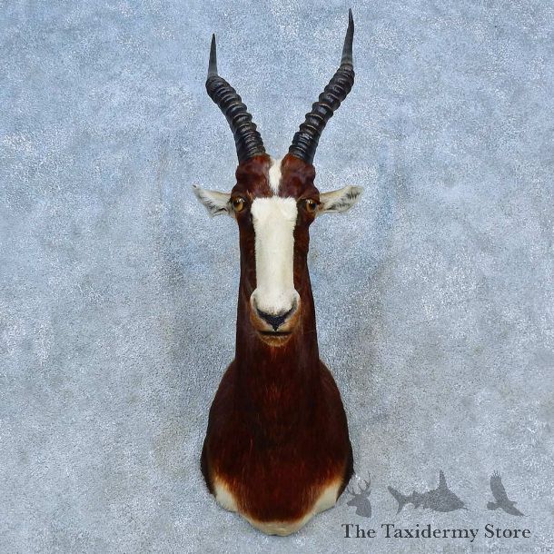 African Blesbok Shoulder Mount For Sale #15482 @ The Taxidermy Store