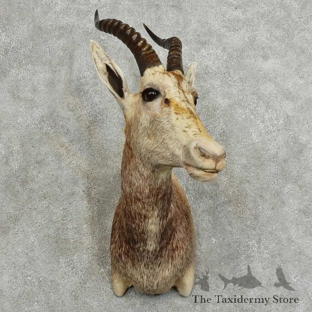 African Blesbok Shoulder Mount For Sale #16090 @ The Taxidermy Store