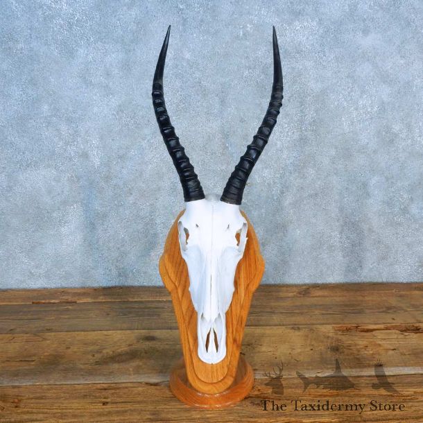 African Blesbok Skull European Mount For Sale #15569 @ The Taxidermy Store