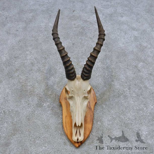 Blesbok Skull & Horn European Mount For Sale #14627 @ The Taxidermy Store