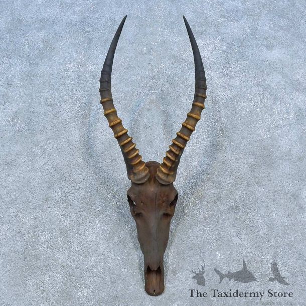 Blesbok Skull & Horn European Mount For Sale #15492 @ The Taxidermy Store