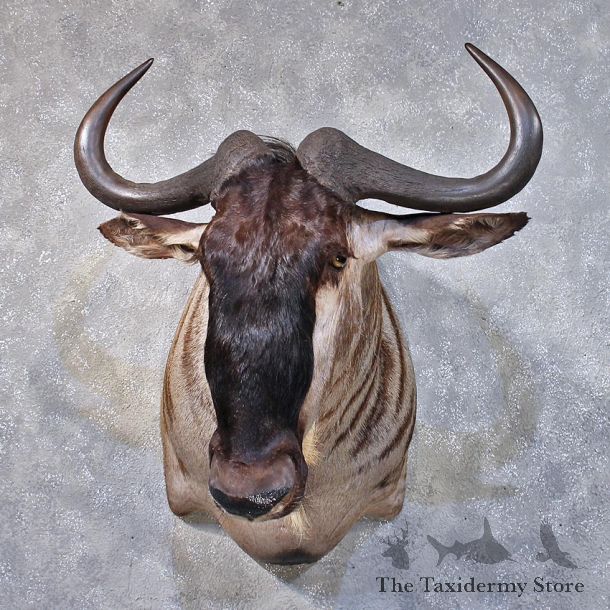 African Blue Wildebeest Shoulder Mount #11871 For Sale @ The Taxidermy Store