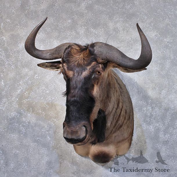 African Blue Wildebeest Mount #11872 For Sale @ The Taxidermy Store
