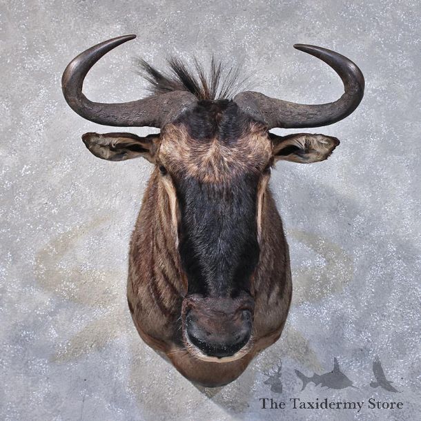 African Blue Wildebeest Mount #11873 For Sale @ The Taxidermy Store