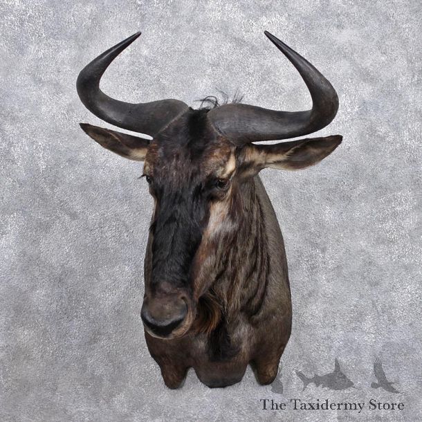 African Blue Wildebeest Shoulder Mount #12369 For Sale @ The Taxidermy Store