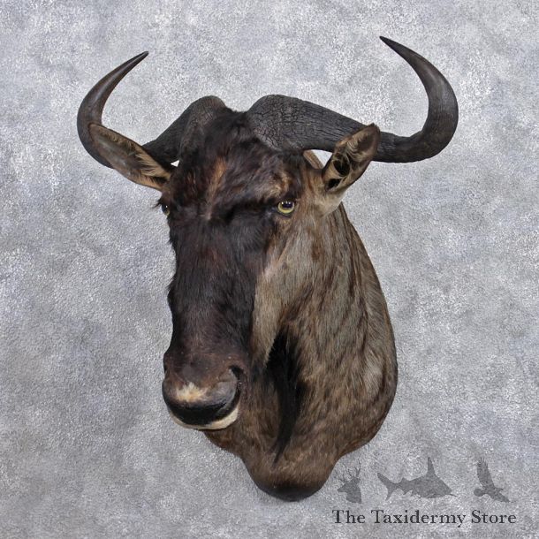 African Blue Wildebeest Shoulder Mount #12370 For Sale @ The Taxidermy Store