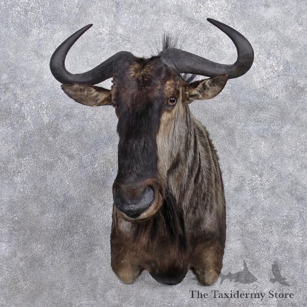 African Blue Wildebeest Shoulder Mount #12371 For Sale @ The Taxidermy Store