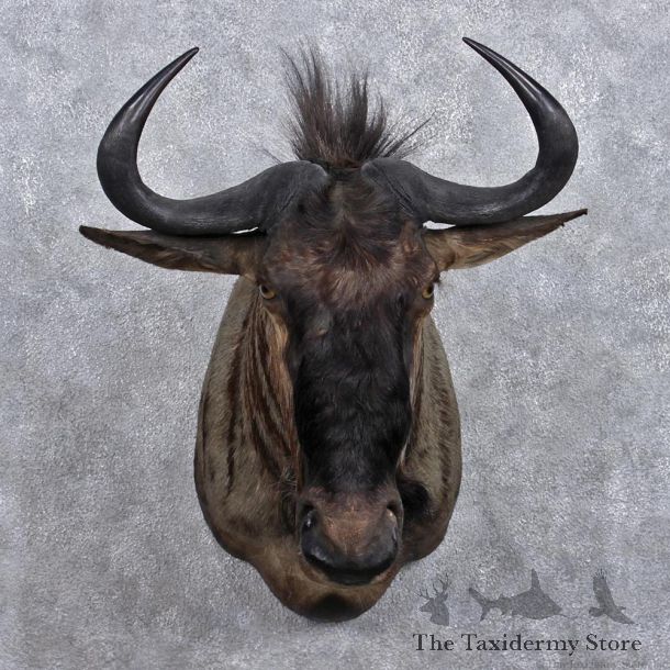 African Blue Wildebeest Shoulder Mount #12372 For Sale @ The Taxidermy Store