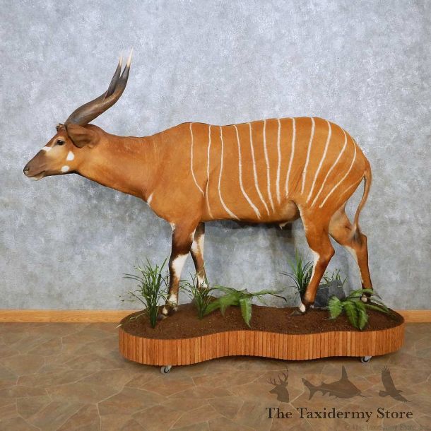 Bongo Antelope Life-Size Mount For Sale #15139 @ The Taxidermy Store