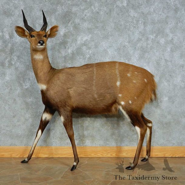 Cape Bushbuck Life-Size Taxidermy Mount #13458 For Sale @ The Taxidermy Store