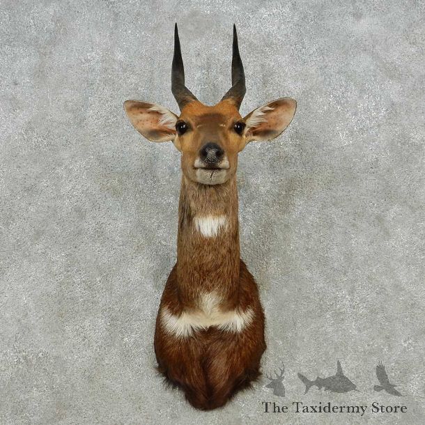 Cape Bushbuck Shoulder Mount For Sale #14566 @ The Taxidermy Store