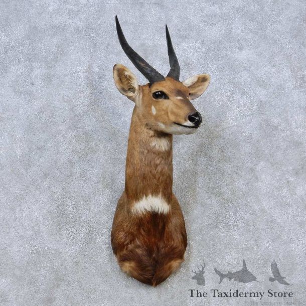 Cape Bushbuck Shoulder Mount For Sale #14570 @ The Taxidermy Store