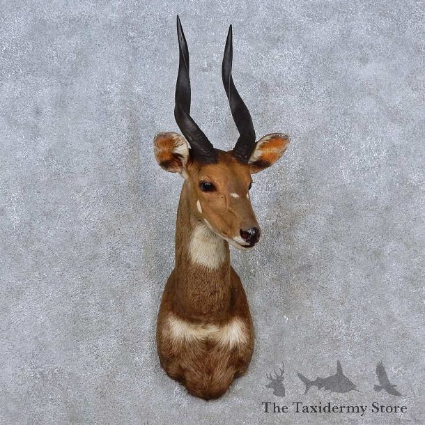 Cape Bushbuck Shoulder Mount For Sale #15202 @ The Taxidermy Store