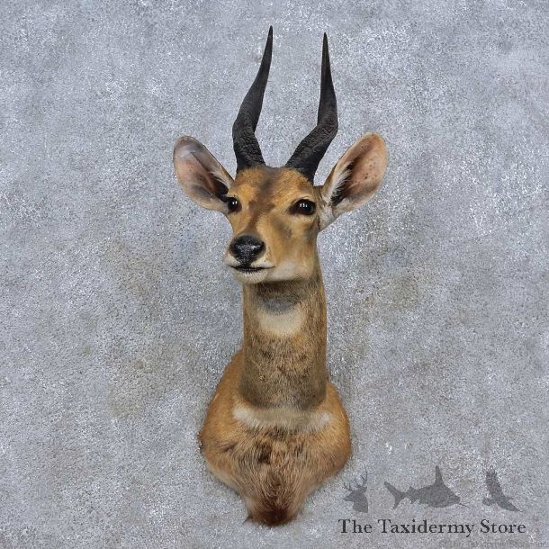 Limpopo Bushbuck Shoulder Mount For Sale #15245 @ The Taxidermy Store