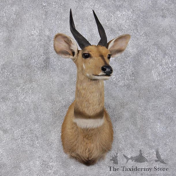 African Bushbuck Shoulder Taxidermy Mount #12481 For Sale @ The Taxidermy Store