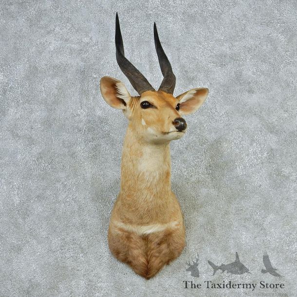 African Bushbuck Shoulder Taxidermy Mount #12719 For Sale @ The Taxidermy Store