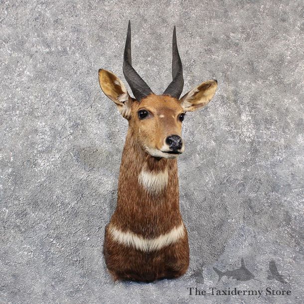 African Bushbuck Shoulder #11641 For Sale @ The Taxidermy Store