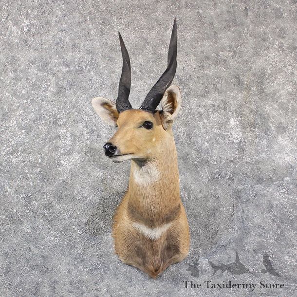 African Bushbuck Shoulder #11642 For Sale @ The Taxidermy Store
